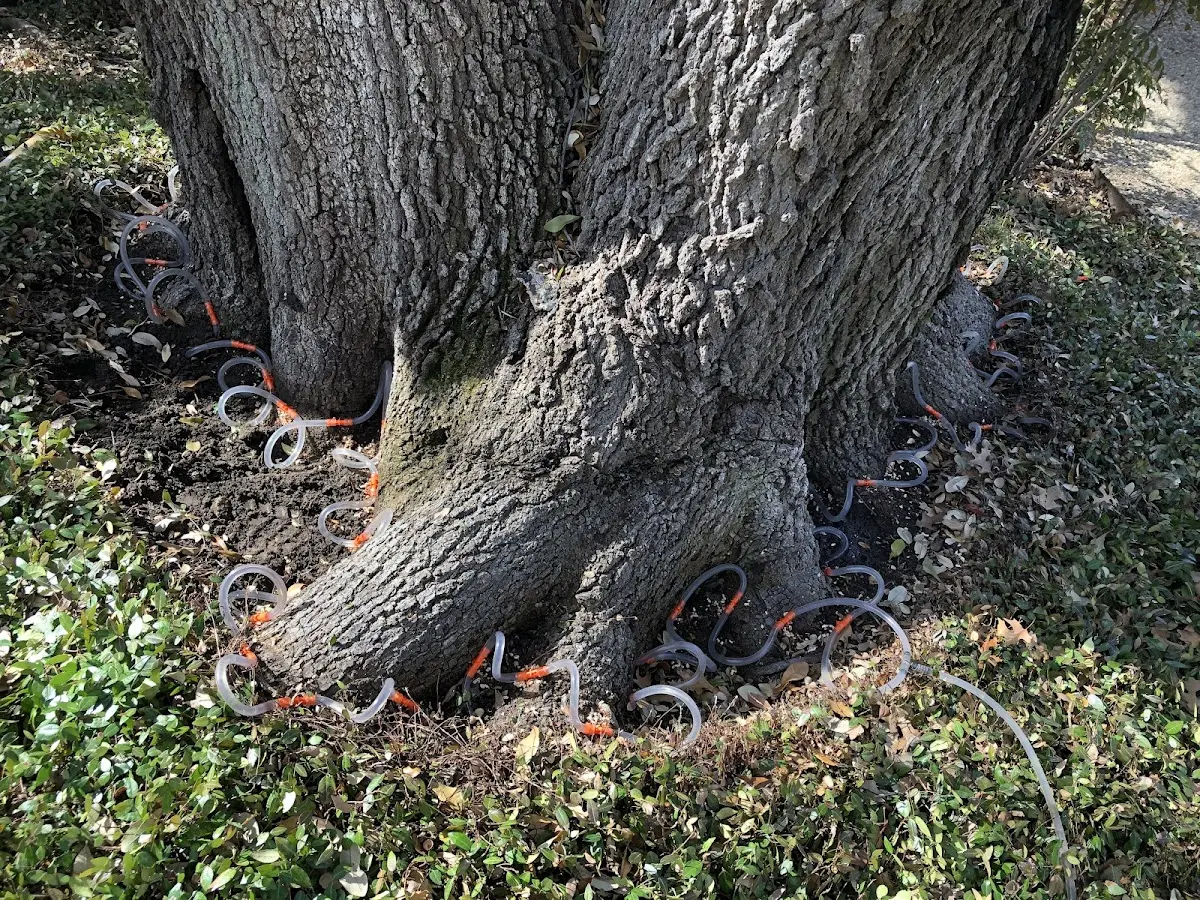 Detailed Tree Cabling and Bracing job site in Ocala