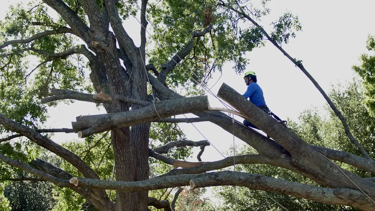 Professional Crown Thinning performed by certified arborists in Ocala